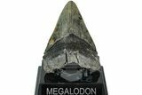 Fossil Megalodon Tooth - South Carolina #208560-2
